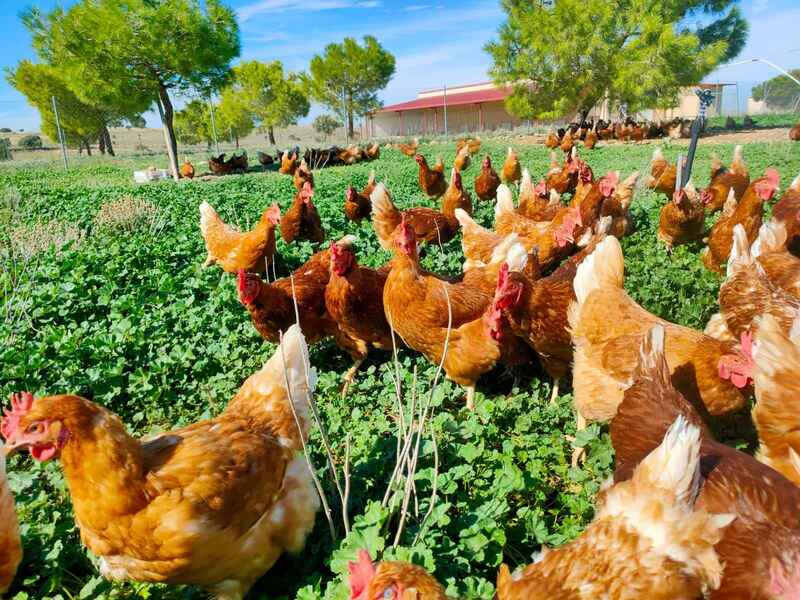Gallinas campo 1