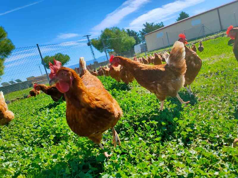 Gallinas campo 2