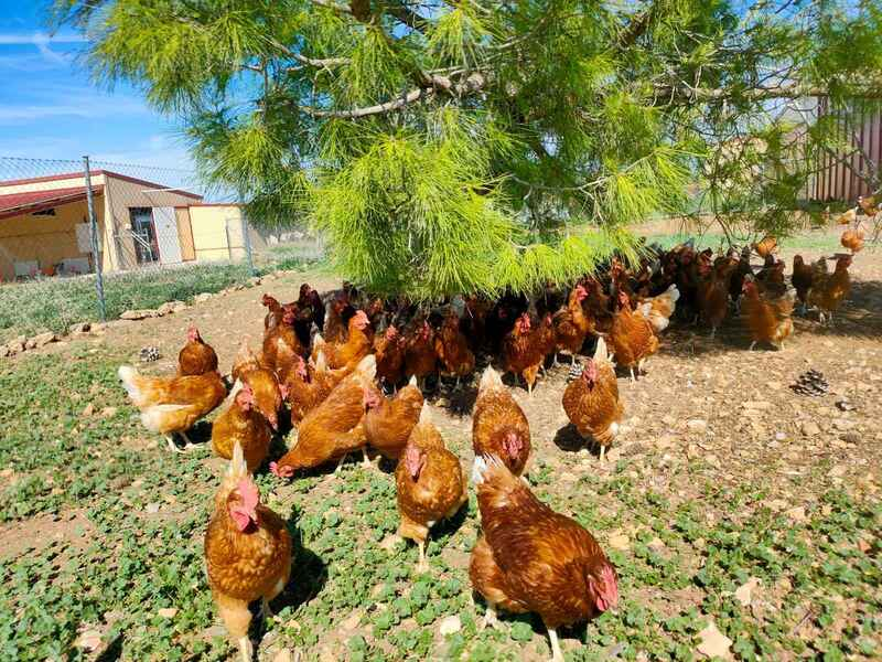 Gallinas campo 5
