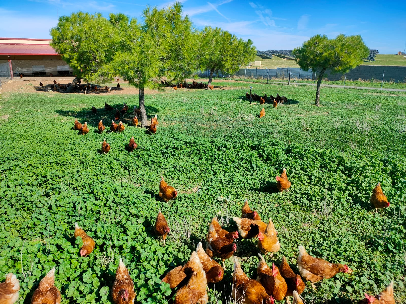 Gallinas campo 8