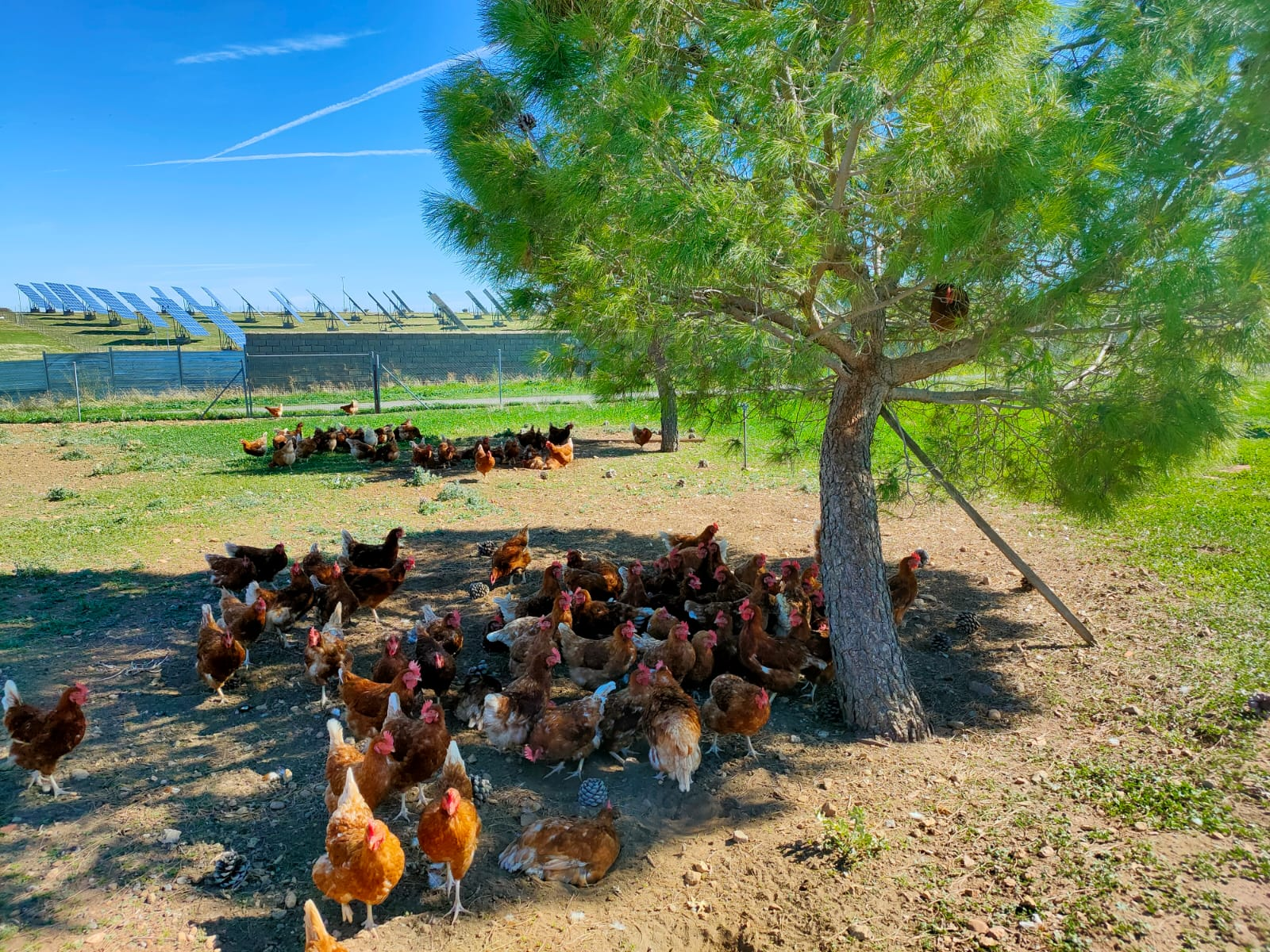 Gallinas campo 9