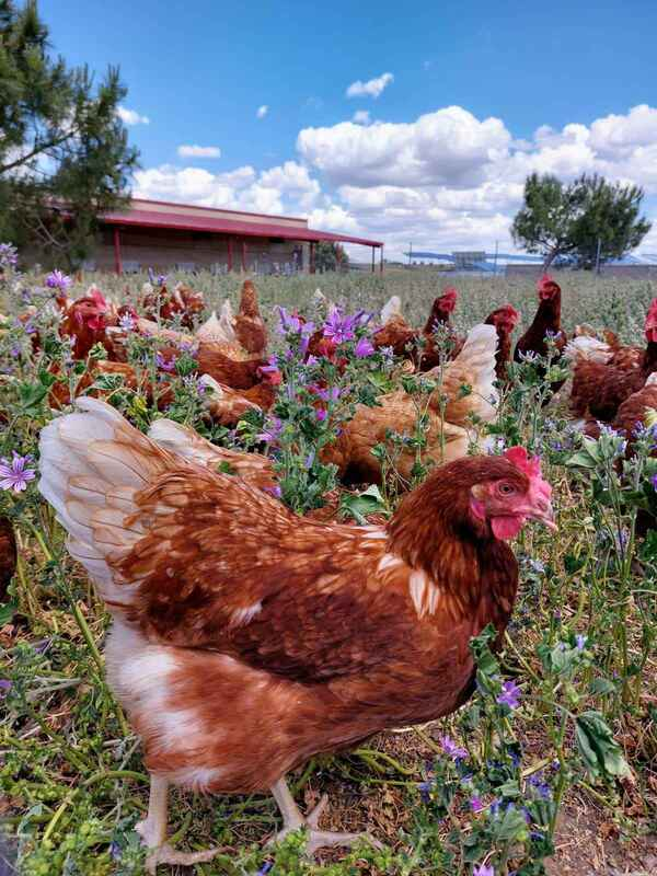 Gallina